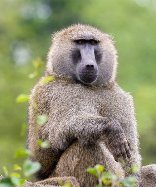 About Simian Safaris