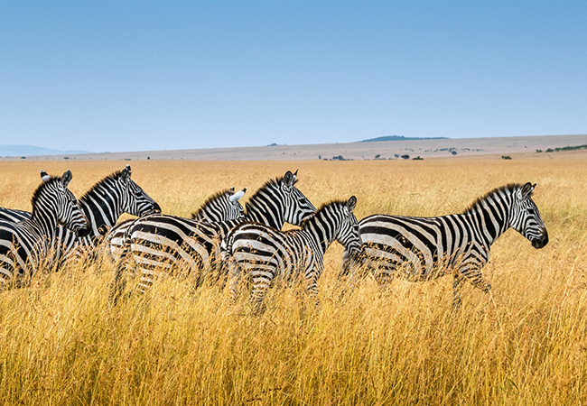 12 Days Lake Nakuru – Masai Mara – Serengeti – Ngorongoro Crater – Tarangire – Amboseli Kenya Tanzania Safari