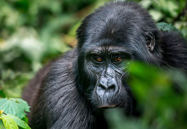 3 Day Uganda Gorilla Trekking Tour