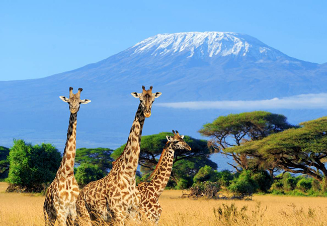 3 Days Amboseli National Park Safari