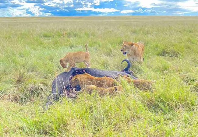 4 Days Masai Mara Game Reserve – Lake Nakuru Safari