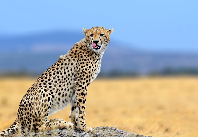 5 Days Masai Mara – Lake Naivasha – Lake Nakuru Safari