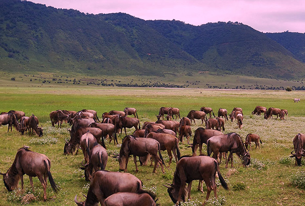 6 Days Lake Manyara – Ngorongoro Crater – Tarangire National Park