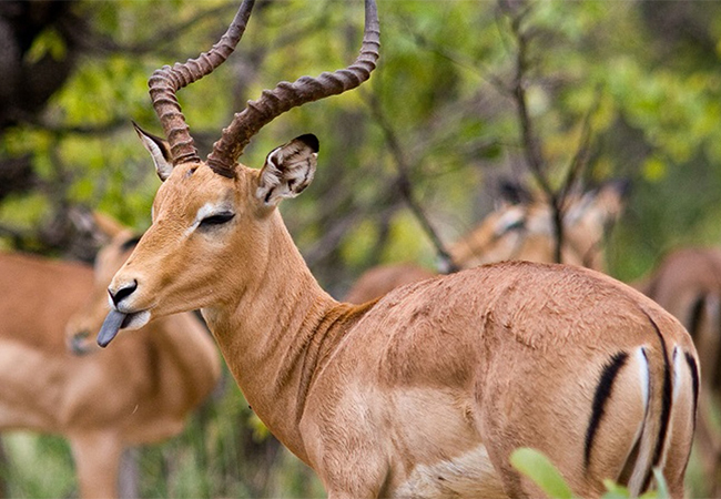 8 Days Lake Manyara – Ngorongoro Crater – Serengeti – Tarangire Safari