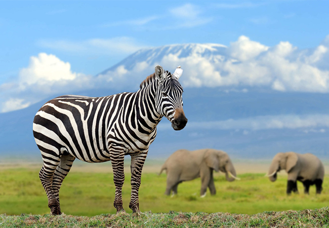 8 Days Samburu – Mt. Kenya – Lake Nakuru – Masai Mara Safari